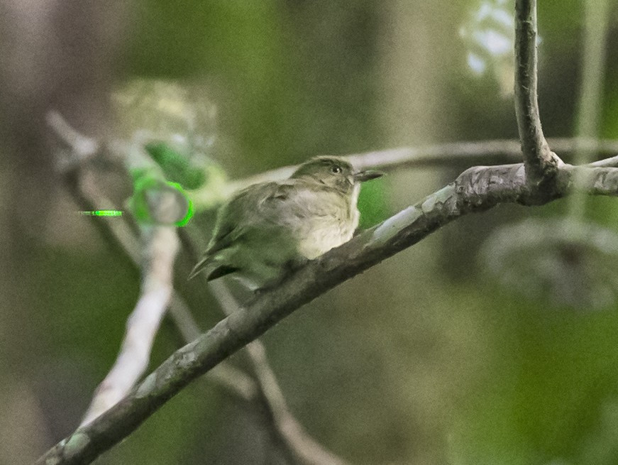 image Dwarf Tyrant-Manakin